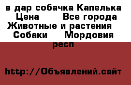 в дар собачка Капелька › Цена ­ 1 - Все города Животные и растения » Собаки   . Мордовия респ.